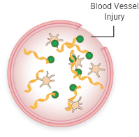 Normal clotting with VWF activation