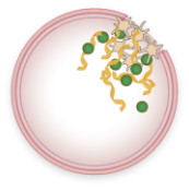 Normal clotting and platelet activation