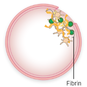 Fibrin formation and normal clotting