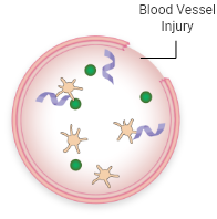 VWD in VWF activation