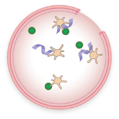 VWD and platelet activation