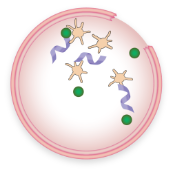 Fibrin formation and VWD