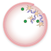 Blood clot stabilization in VWD