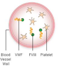 normal clotting blood vessel before injury