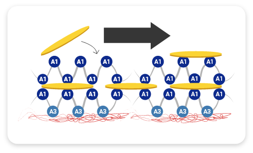graphic demonstrating platelet aggregation