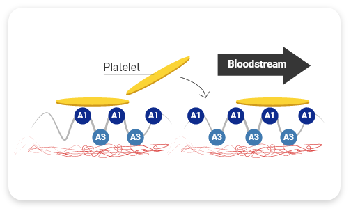 Graphic demonstrating platelet adhesion
