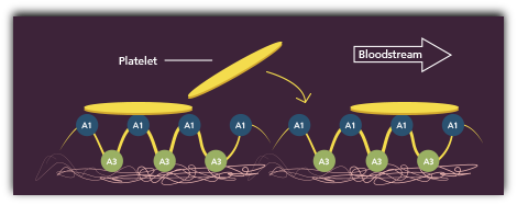 graphic demonstrating platelet adhesion