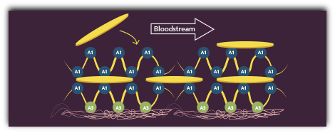 graphic demonstrating platelet aggregation