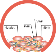 clot forms and stabilizes with normal clotting