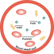 normal blood vessel with normal clotting